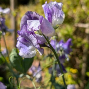 Cowichan Valley Flower Delivery