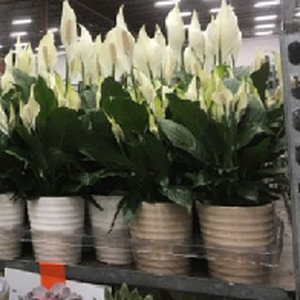 2025 Mother's Day Potted Peace Lily